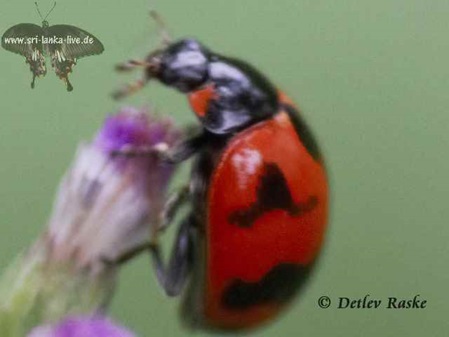 Coccinella transversalis