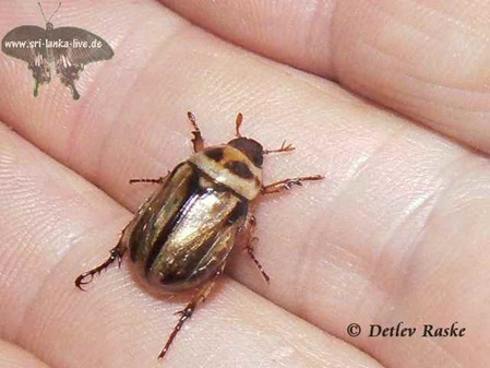 unbestimmter Käfer Sri Lanka
