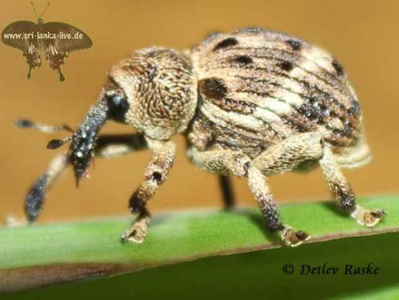 ein Rüsselkäfer in Sri Lanka