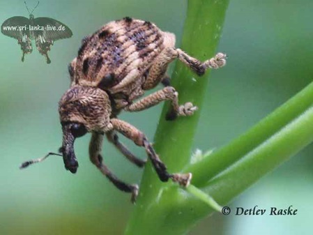 Rüsselkäfer - Curculionidae Art