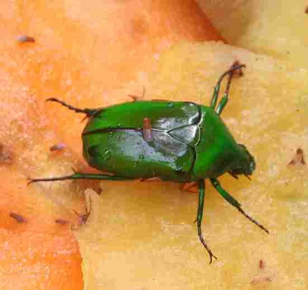 Heterorrhina elegans gehört zu den Blumenkäfern