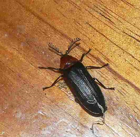 länglicher schwarzbrauner Körper roter Kopf Käfer in Sri Lanka