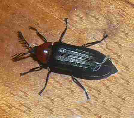 Käfer roter Kopf schwarzer Körper