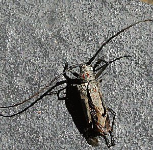 Großer grauer Käfer mit roten Punkten und langen Fühlern