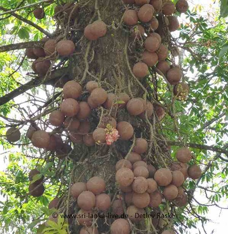 ein heiliger Baum in Sri Lanka