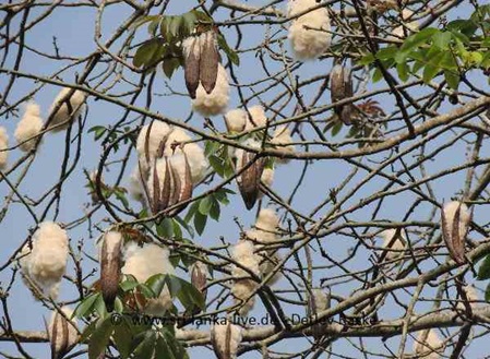 Baum Ceiba pentandra mit aufgeplatzen Schoten