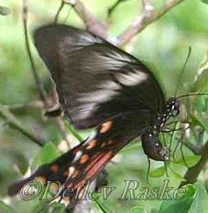 Pachliopta hector Sri Lanka Schmetterlinge bei Eiablage