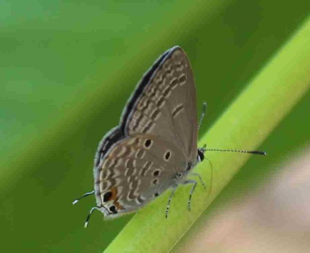 Butterflies Sri Lanka -euchrysops-cnejus-cnejus