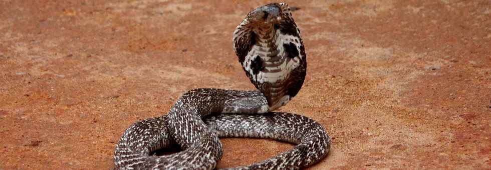 Kobra vor der Schlangenfarm