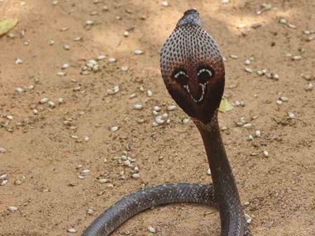 Kobra mit gespreitzten Halsschild