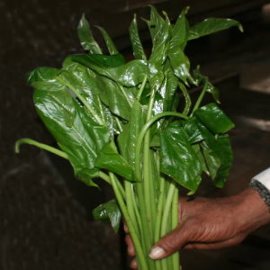 lecker Gemüse junge Kohila Blätter