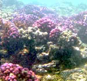 rot violette Korallen