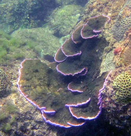 Sri Lanka Korallen