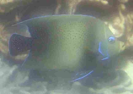Beim schnorcheln gesehen ein Korankaiserfisch