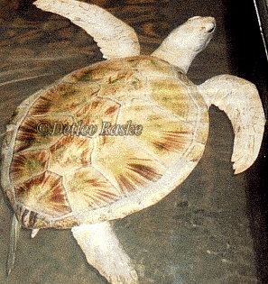 Kosgoda Schildkrötenfarm