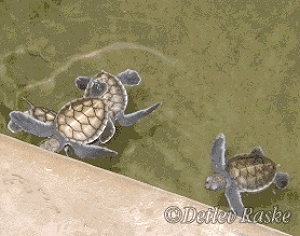 junge Schildkröten