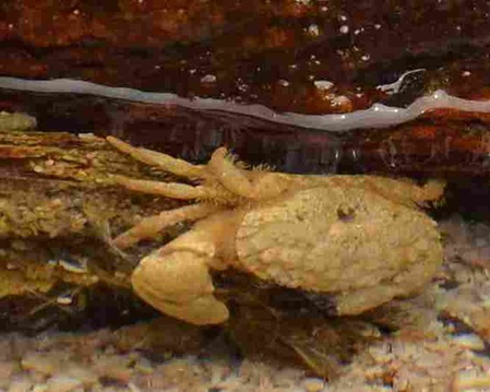 Krabbe in Sri Lanka
