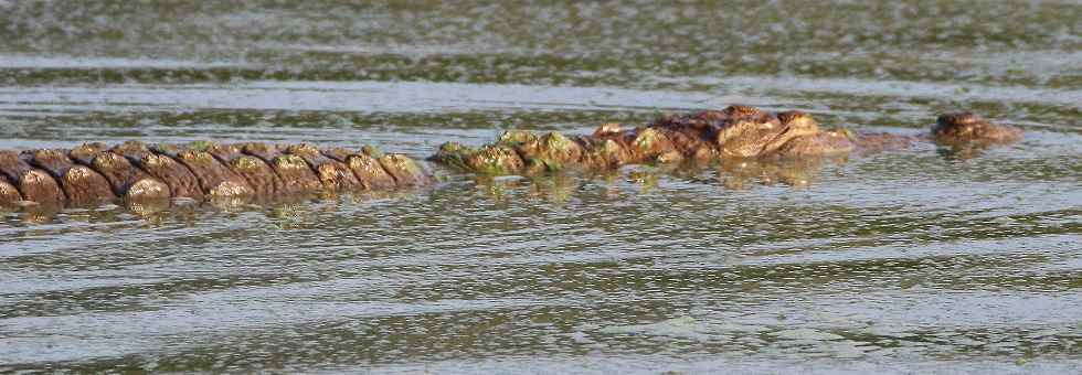 In fast allen Seen und Flüße in Sri Lanka gibt es Krokodile