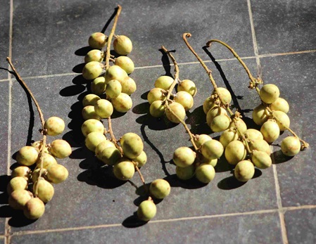 Lansium domesticum - Früchte des Lansi Baumes