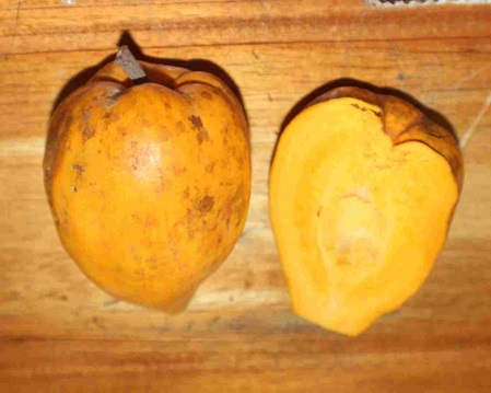 Lawelu - Pouteria campechiana - Eifrucht