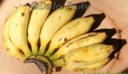 Lemon Bananen die göttlichen Früchte