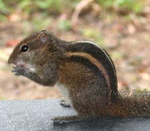 Lena - ist das Sri Lanka Wort für Hörnchen