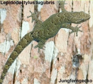 Jungferngecko