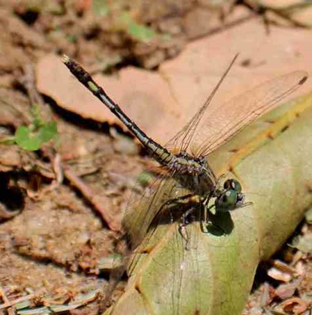 Mittelgroße Libellenart in Sri Lanka - Blue Percher - Diplacodes trivialis
