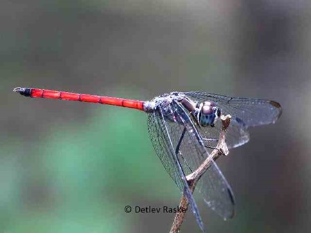 Libelle Lathrecista asiatica Weibchen