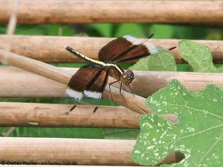 Neurothemis tullia