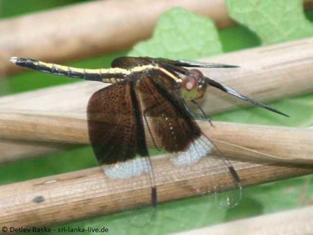 Pied Paddy Skimmer