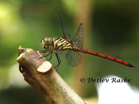 Libelle endemisch in Sri Lanka