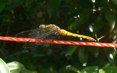 Sri Lanka Libelle gelb und groß