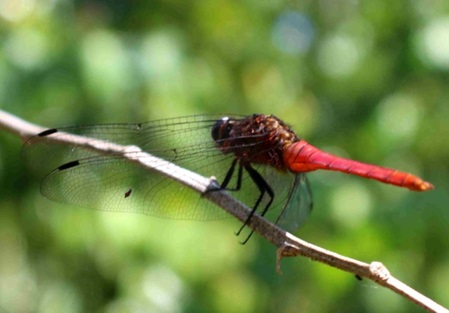 Libelle mit rotem Hinterleib