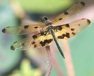 Schmetterlingslibelle - Rhyothemis variegata variegata