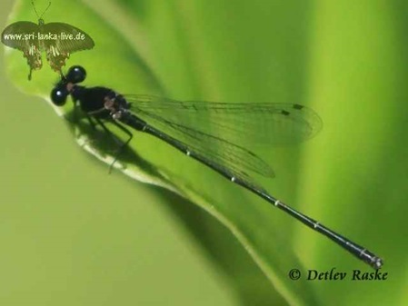 Black Damselfly in Sri Lanka