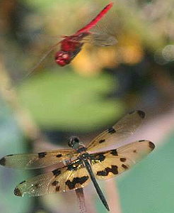 eine rote und eine gelbe Libelle