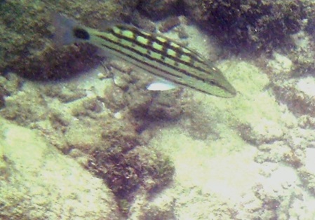 Unterwasserbilder Sri Lanka Schachbrett-Schnapper