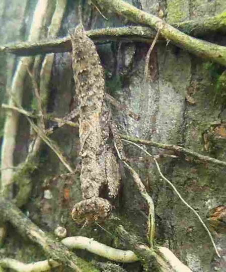 Gottesanbeterin in Sri Lanka Humbertiella ceylonica endemisch