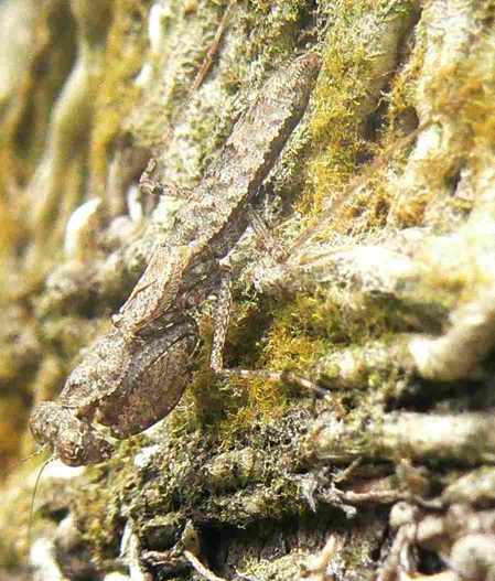 Gottesanbeterin (Humbertiella ceylonica)am Baumstamm