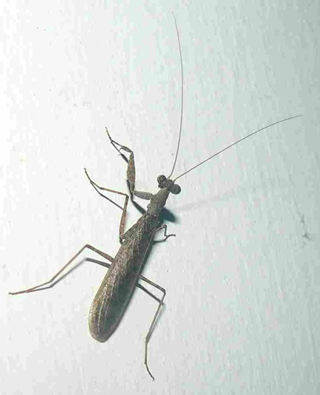 braune schlanke Gottesanbeterin an der Wand