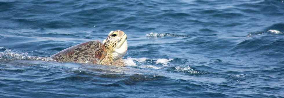 fünf Arten Meeresschildkröten kommen zur Eiablage nach Sri Lanka