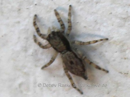 Weibchen von Menemerus bivittatus