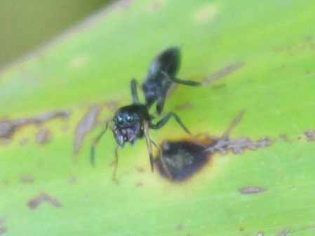Ameisenspinne von vorne