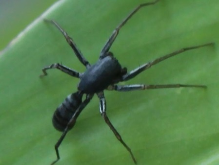 Springspinne ahmt schwarze Ameisen nach