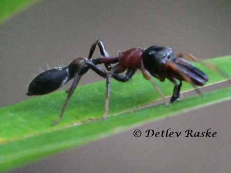 Myrmarachne melanocephala - jumping spider