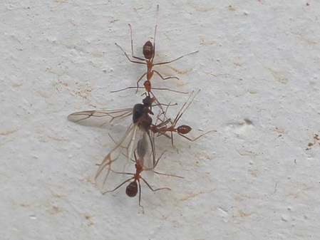 Ameisen tranportieren erbeutete königin einer anderen Art ab