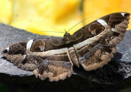 Motte bzw. Nachtfalter ca. 9 cm in Sri Lanka