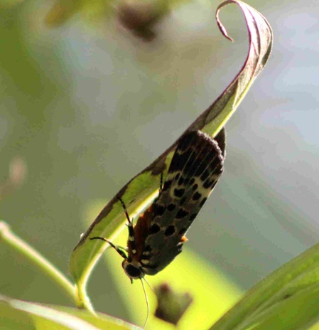 Brana calopasa- Motte oder Nachtfalter in Sri Lanka