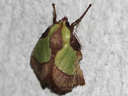 Limacodidae Parasa lepida